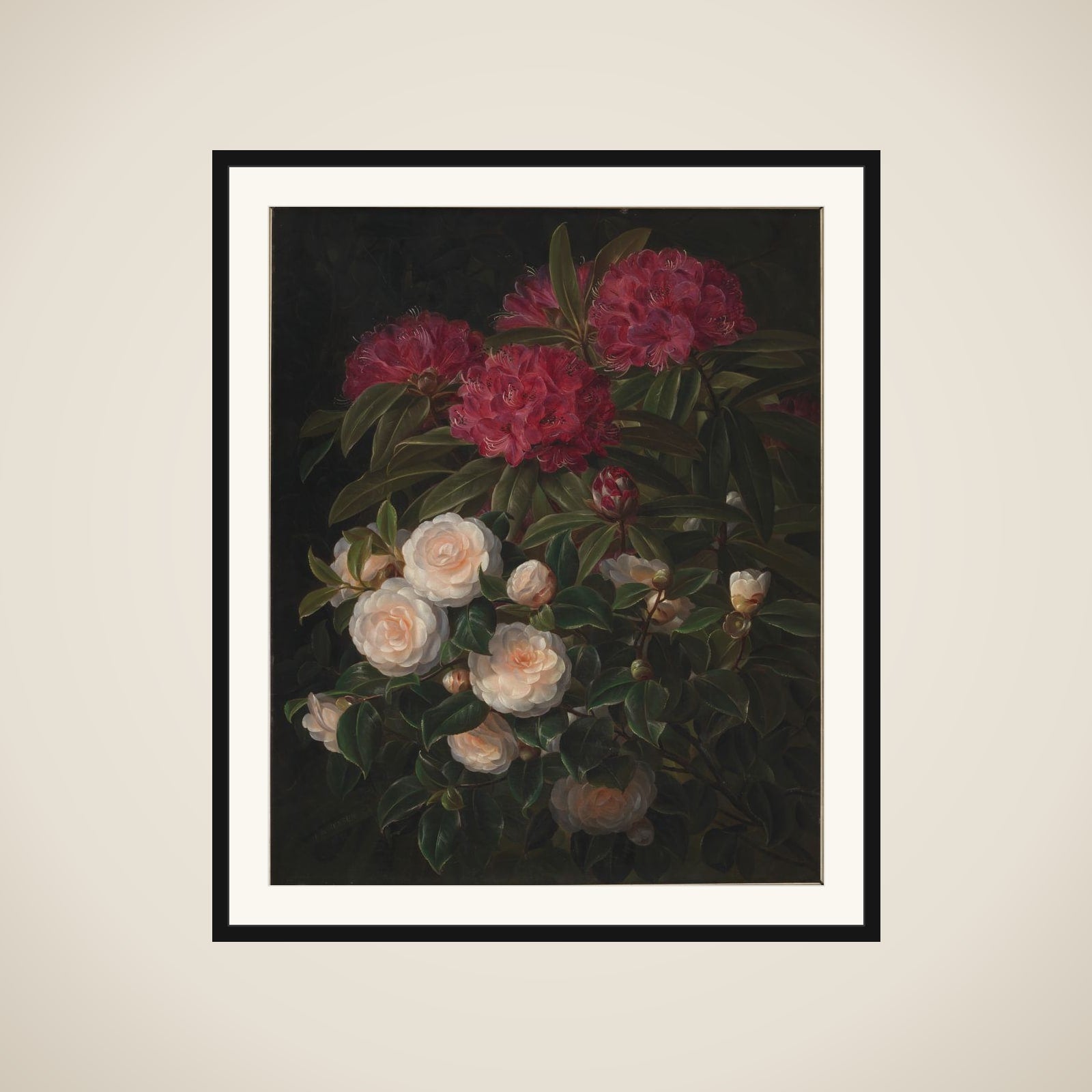 Kamelier og rhododendron framed
