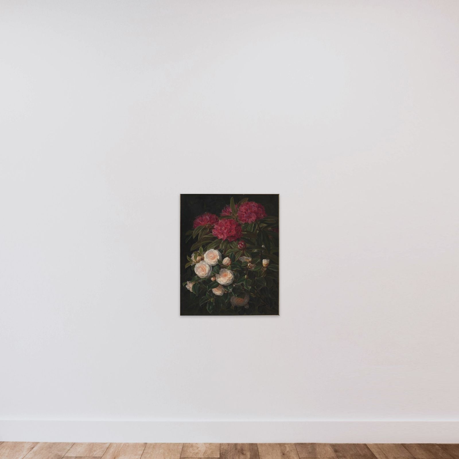 Kamelier og rhododendron unframed — shown to scale