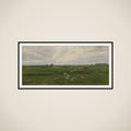 Gæs og får på bymarken. Dragør framed