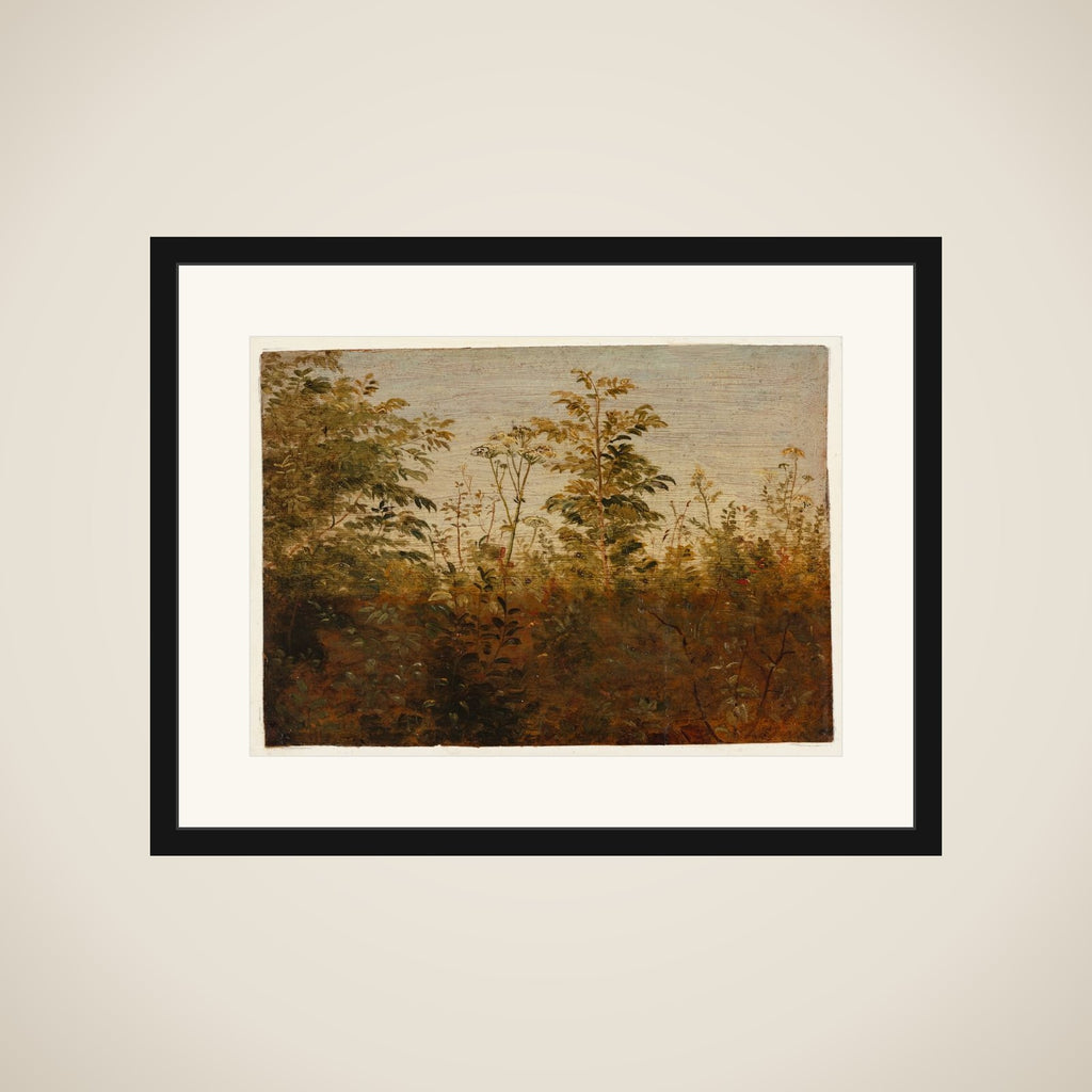 Forgrundsstudie. Planter mod lys luft framed