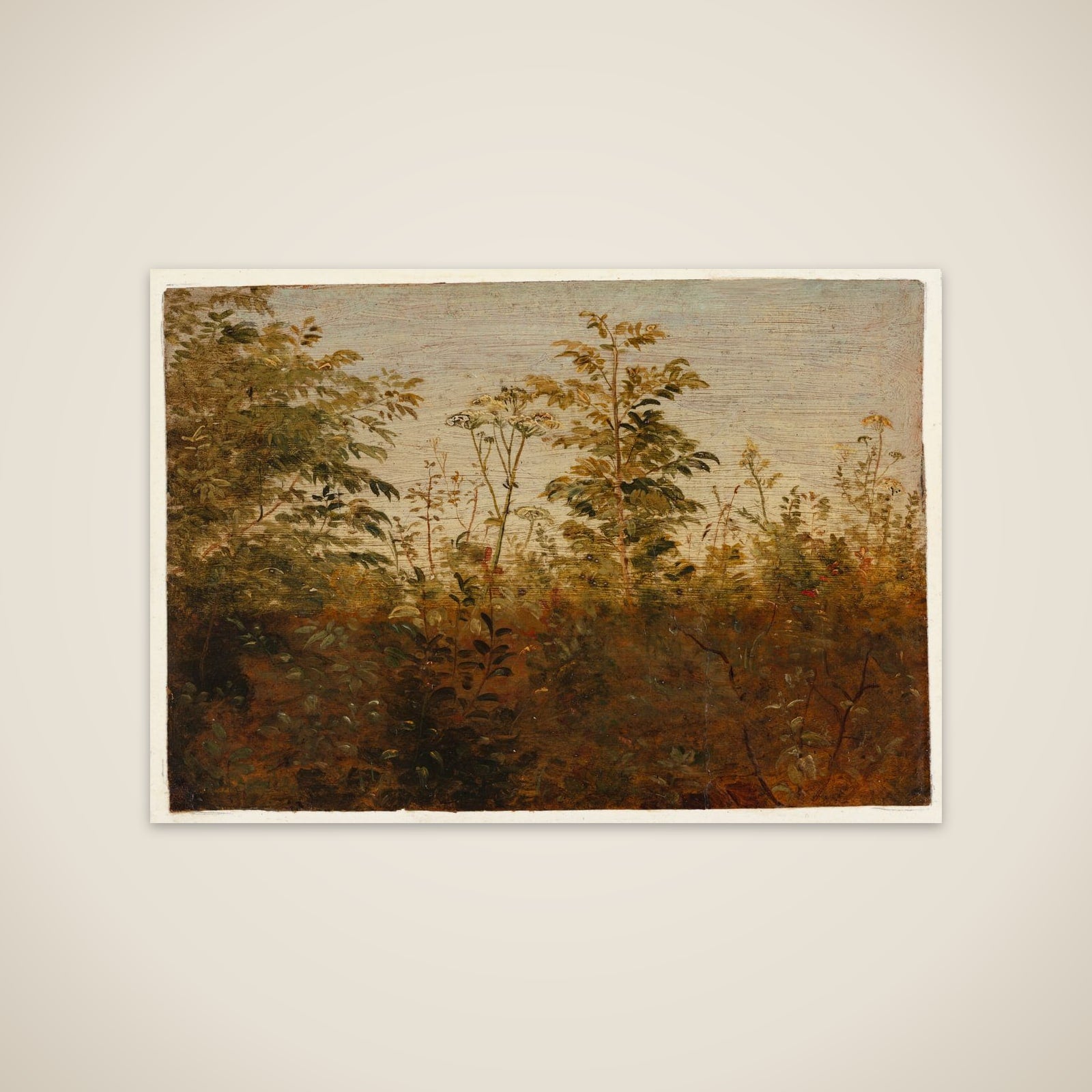 Forgrundsstudie. Planter mod lys luft unframed print