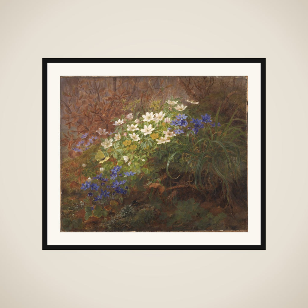 Anemoner framed
