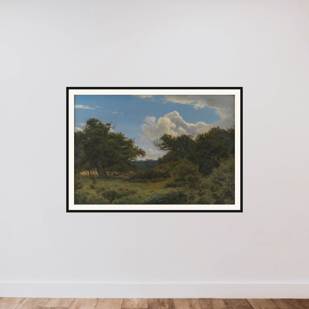 Egetræer i Nordskoven ved Jægerspris framed — shown to scale