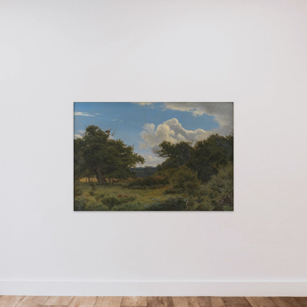 Egetræer i Nordskoven ved Jægerspris unframed — shown to scale
